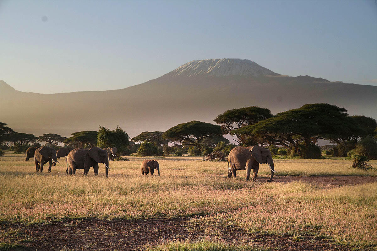 Amboseli National Park Olifanten