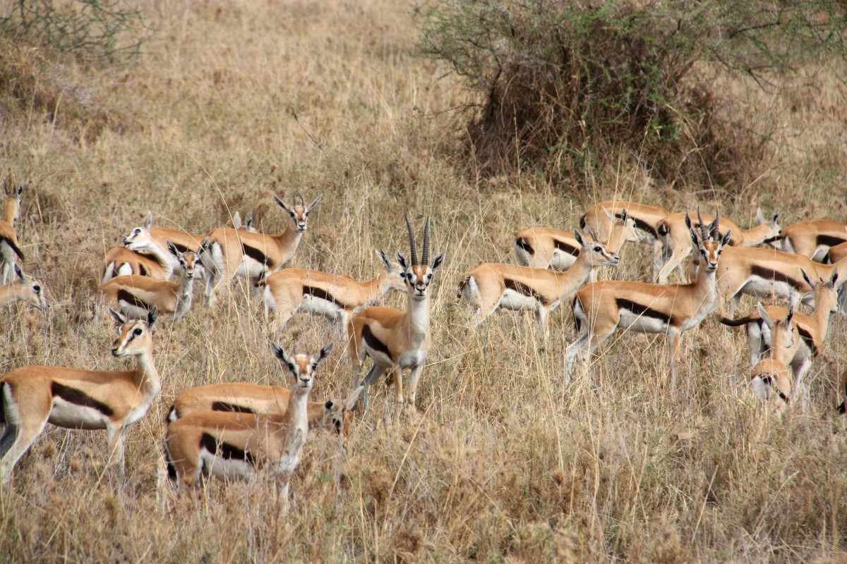 Antilope Serengeti National Park