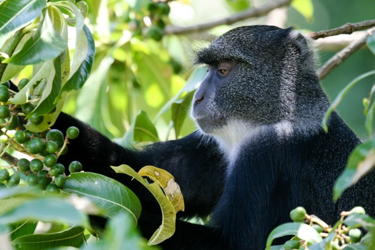 Blue Monkey Arusha National Park