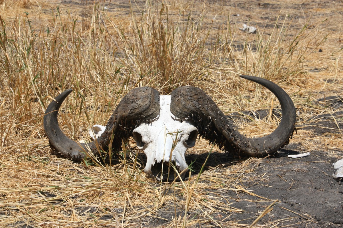 Buffel Schedel Tarangire National Park