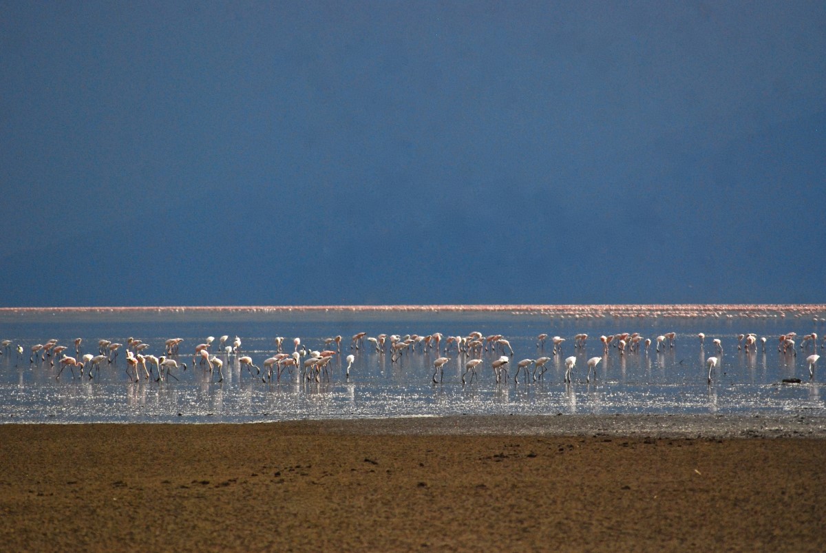 Flamingo's Lake Manyara