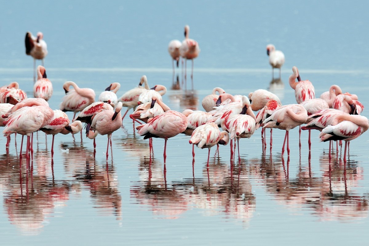 Flamingo's Lake Nakuru