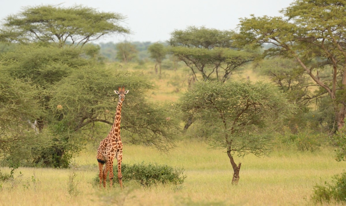 Giraffe Serengeti National Park