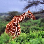 Giraffe Tsavo National Park