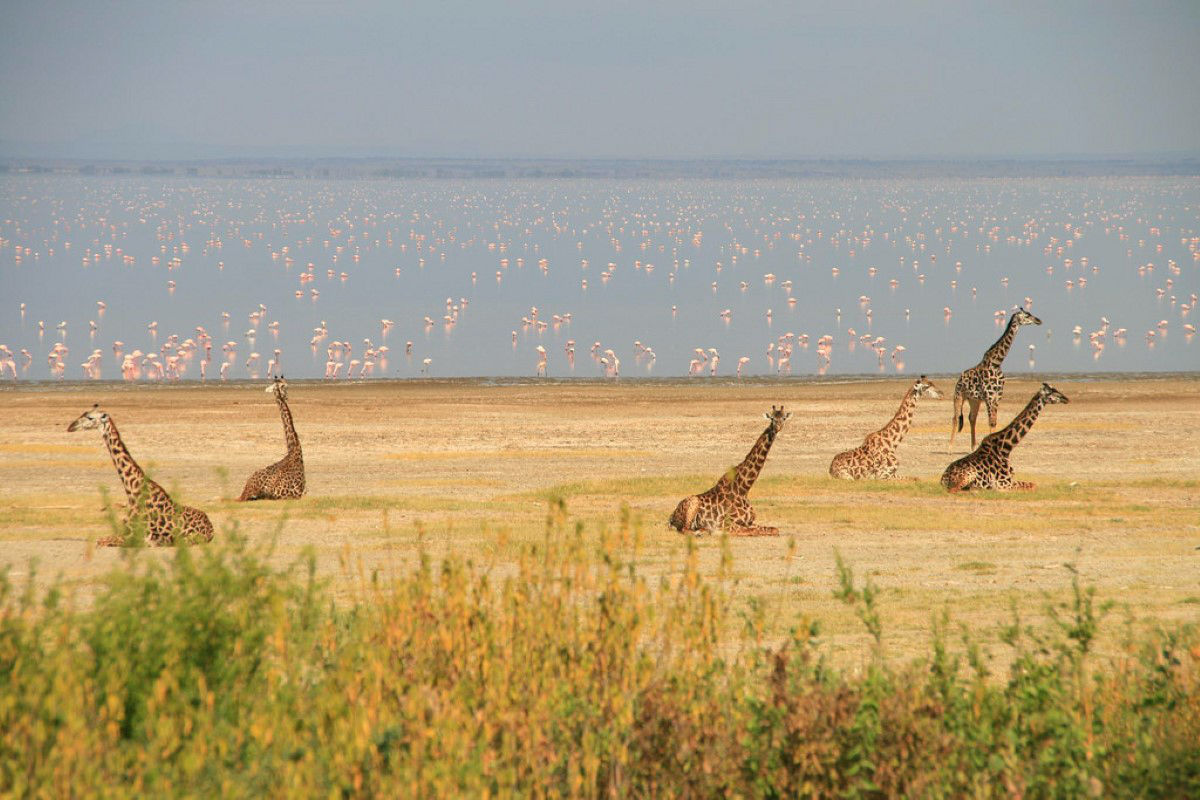Lake Manyara Wildlife