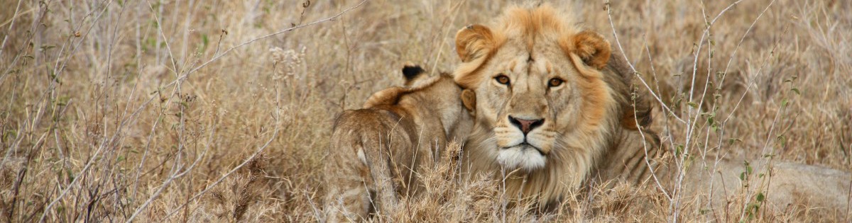 Leeuw Serengeti National Park