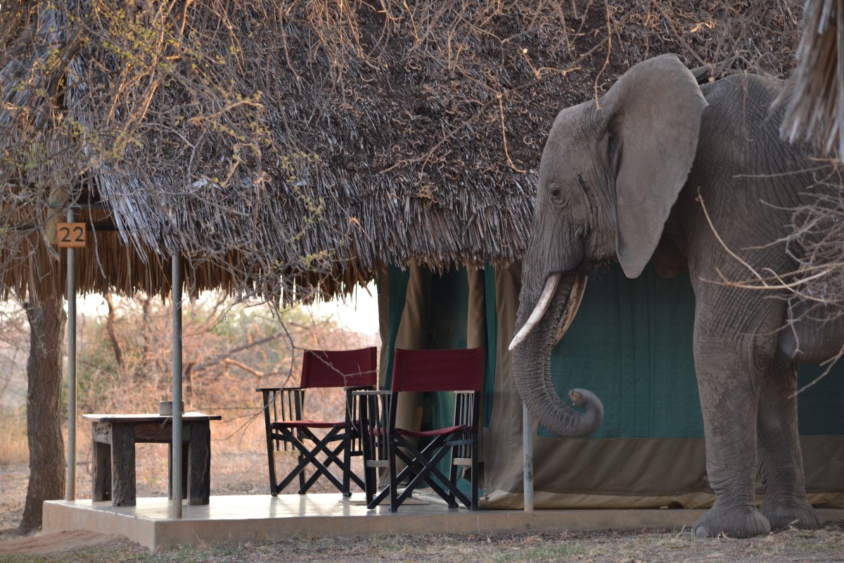 Tarangire Safari Lodge Olifant
