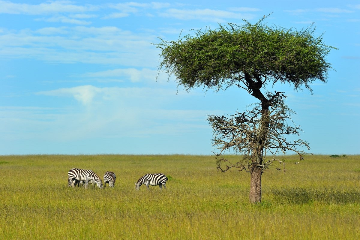 Zebra's Masai Mara Game Reserve