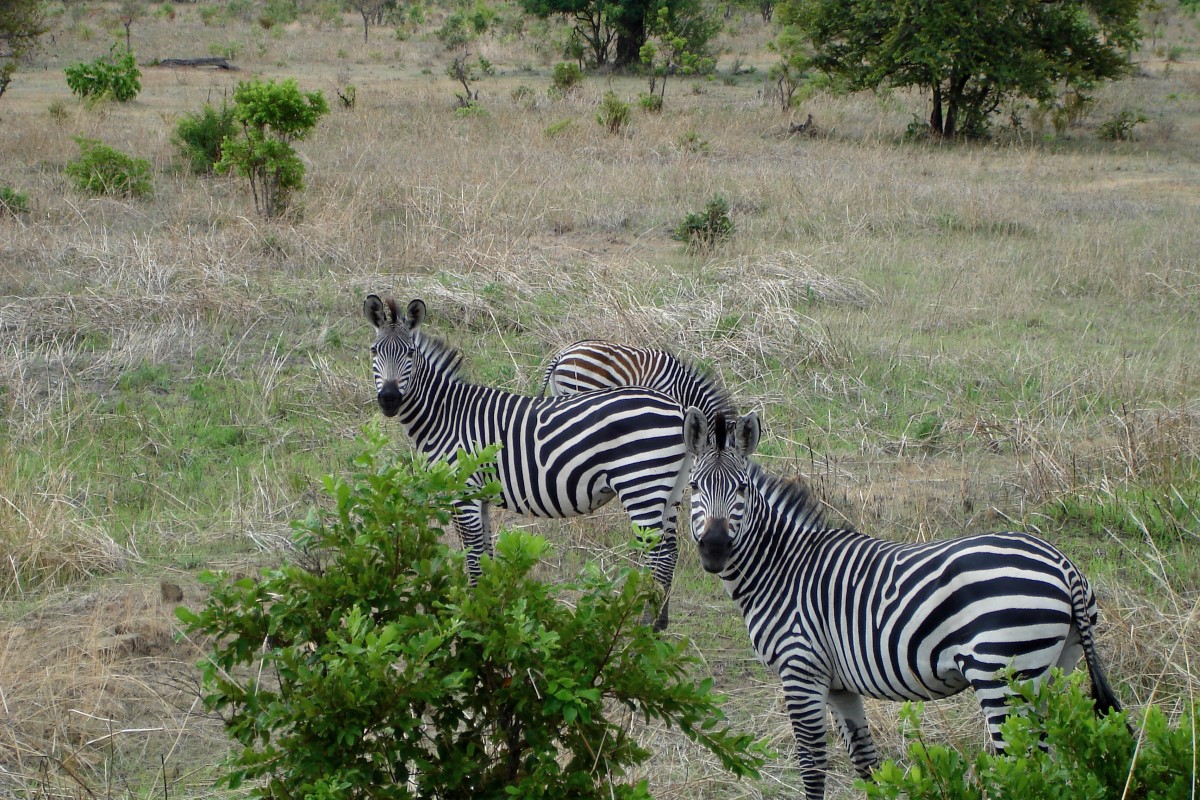 Zebra's Selous Game Reserve