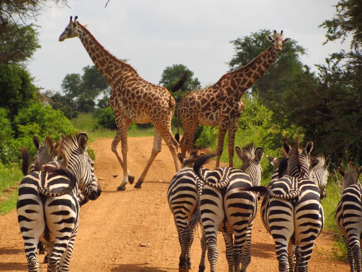 Zebra's en Giraffen Mikumi National Park