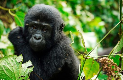 Gorilla & Chimp Safari Oeganda