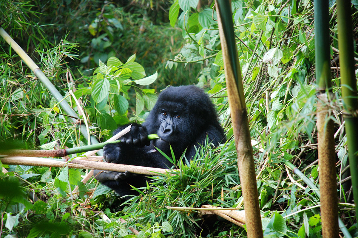 Berggorilla Bwindi Impenetrable Forest Oeganda
