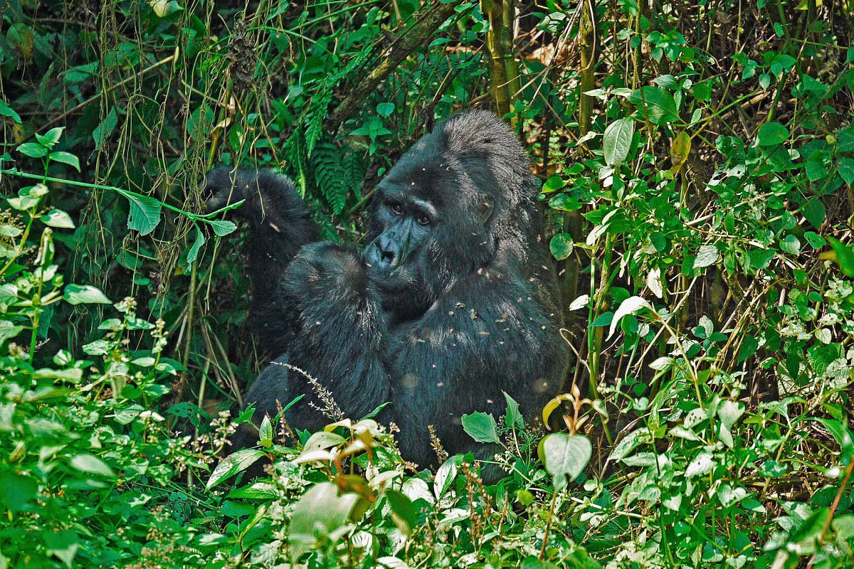 Berggorilla Bwindi Impenetrable Forest