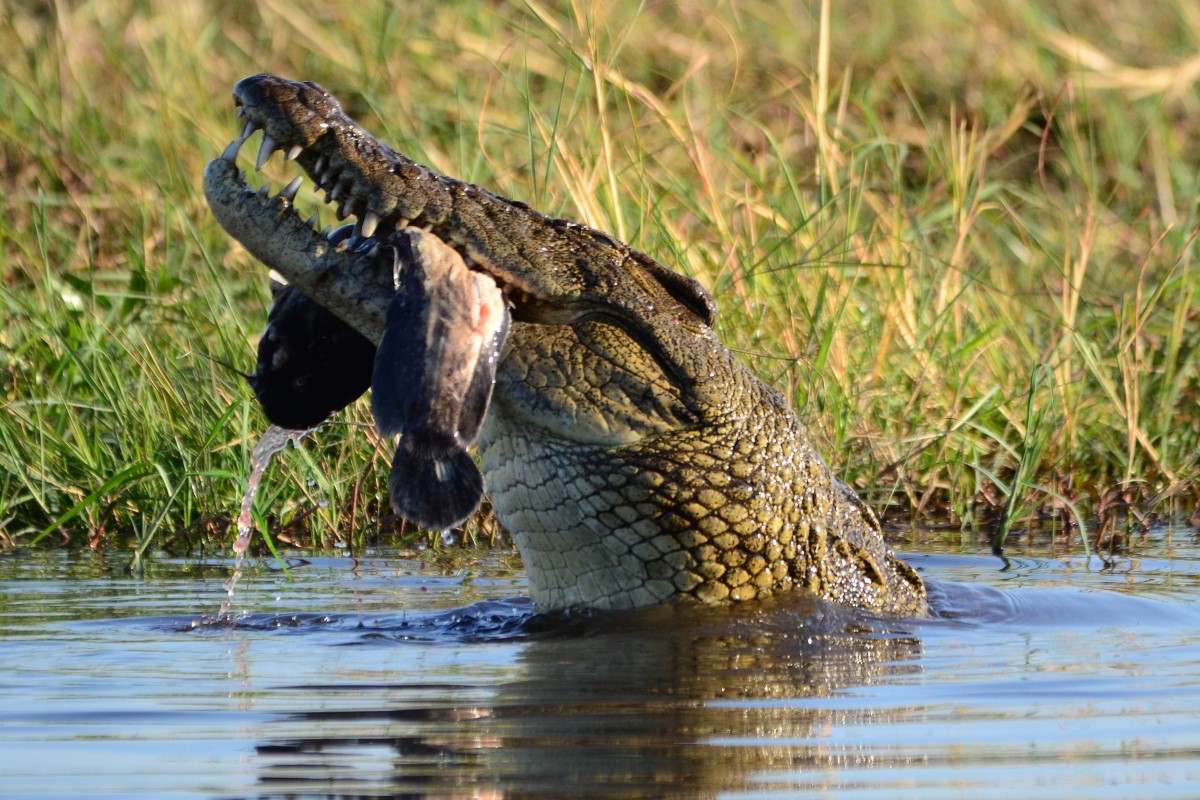 Botswana Chobe Krokodil