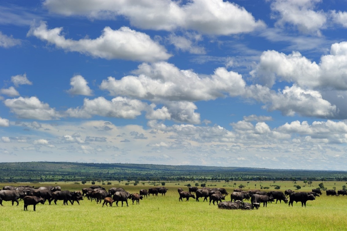 Buffels Masai Mara Kenia