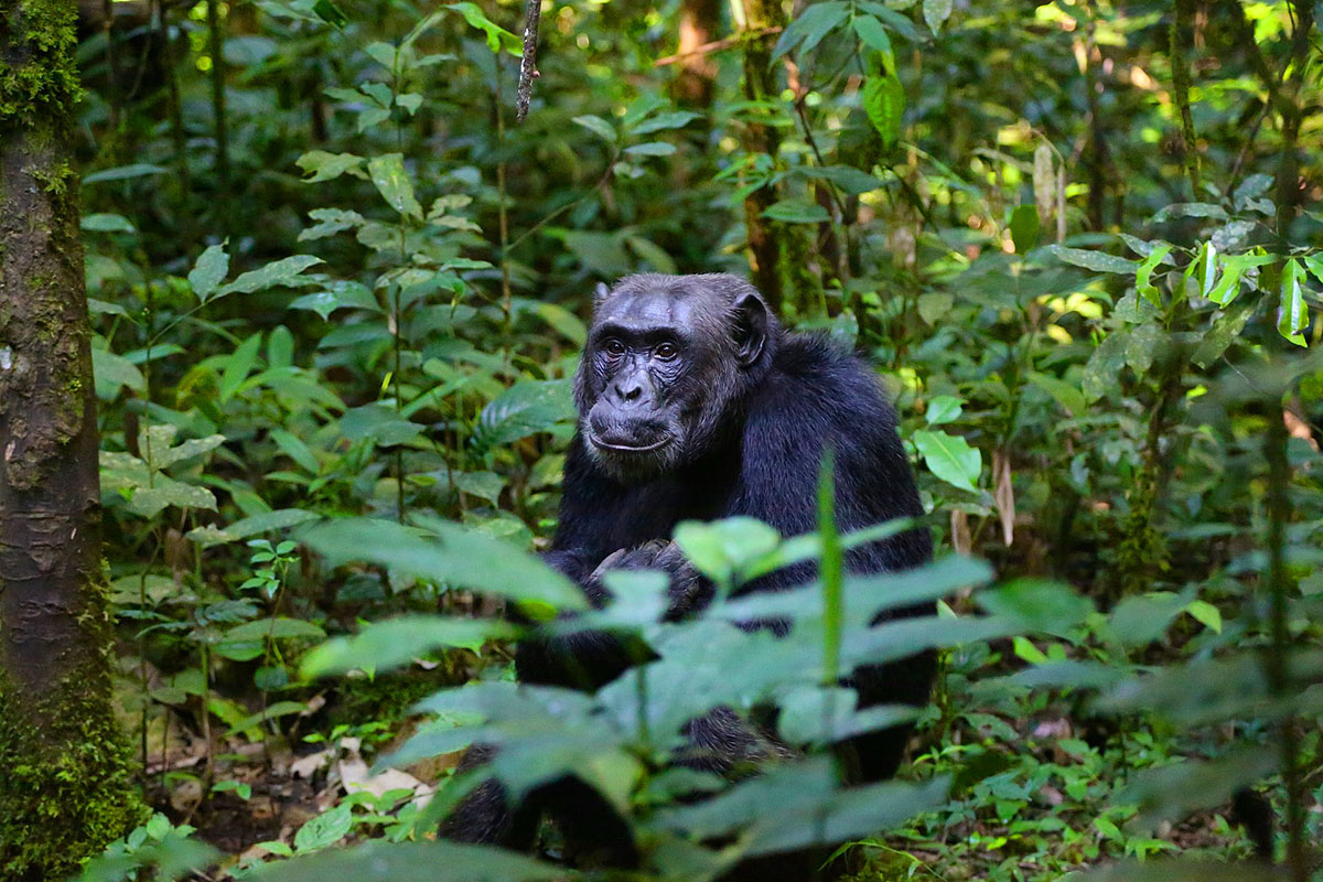 Chimpansee Kibale Forest National Park