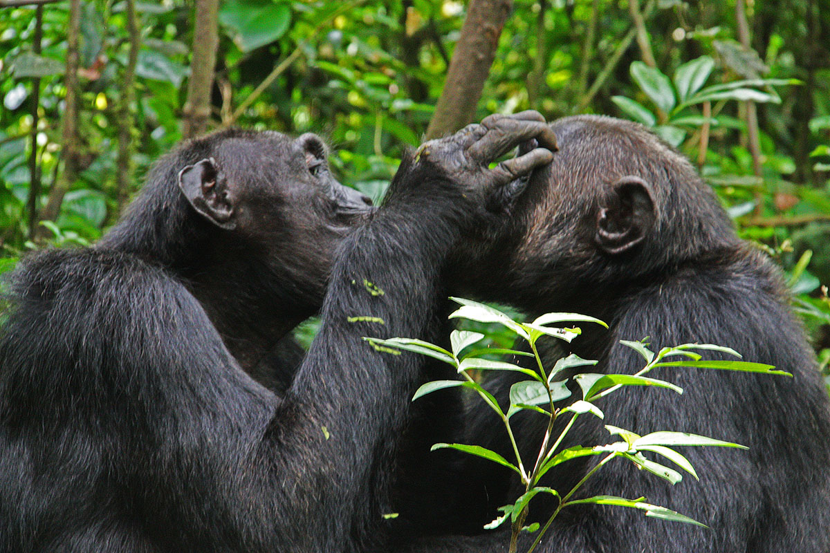 Chimpansees Kibale Forest National Park