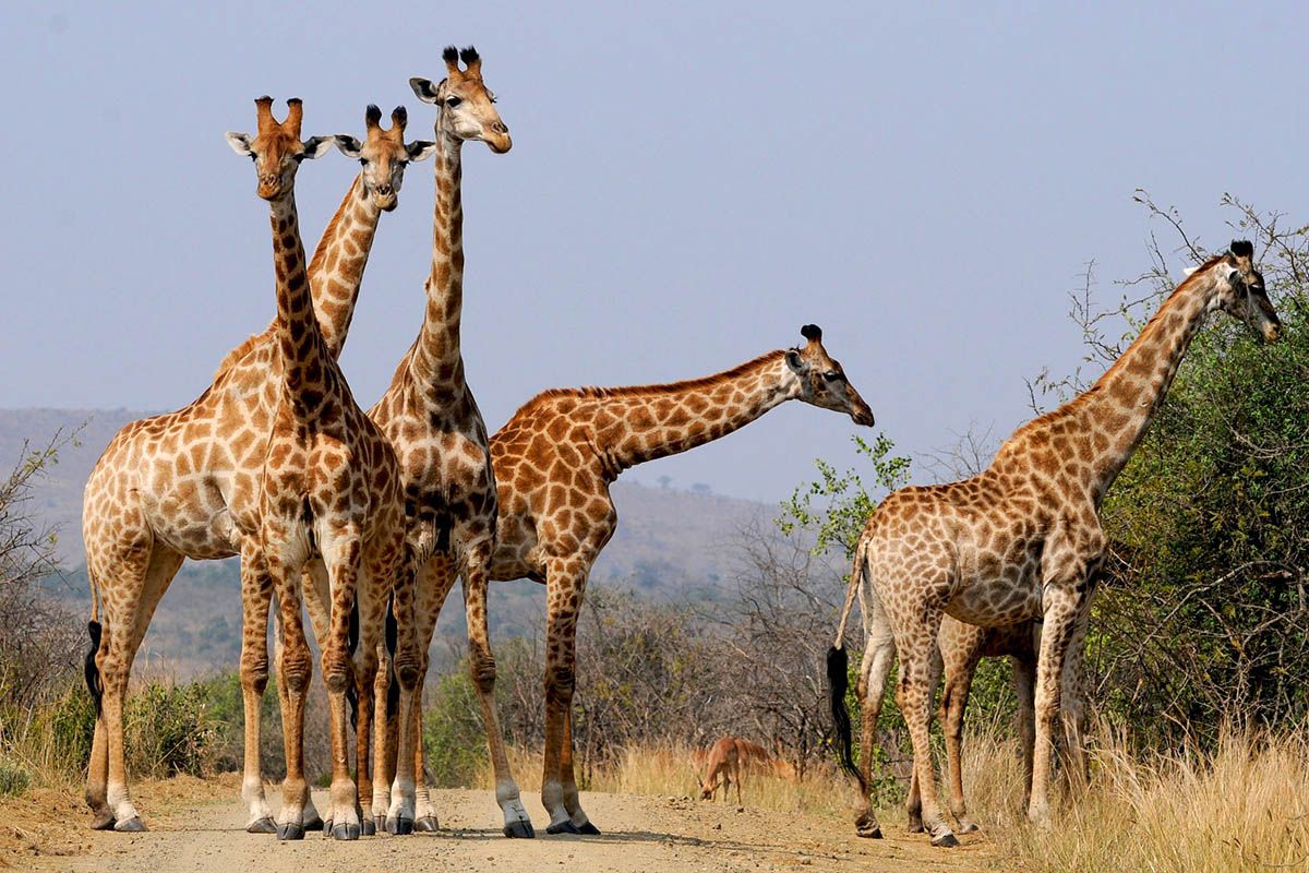 Hluhluwe Umfolozi Game Reserve Giraffes