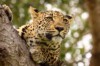 Luipaard Kruger National Park
