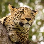 Luipaard Kruger National Park