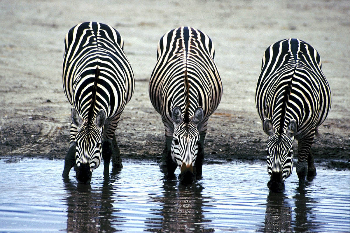 Mkuze Game Reserve Zebra's