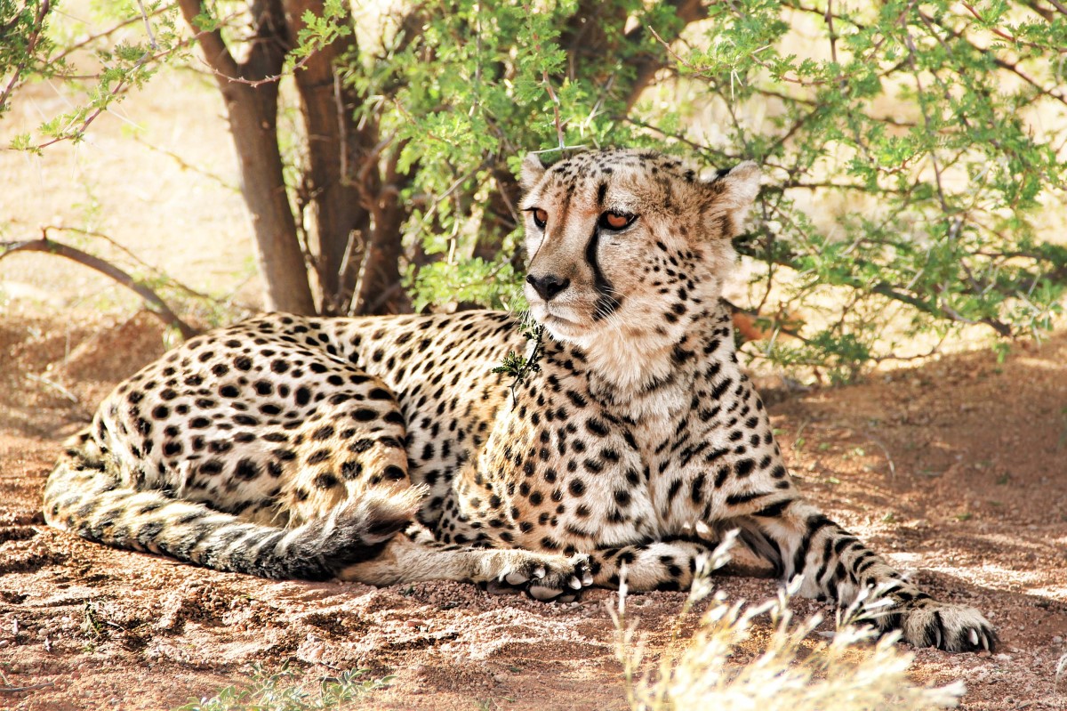 Namibië Cheetah Africat