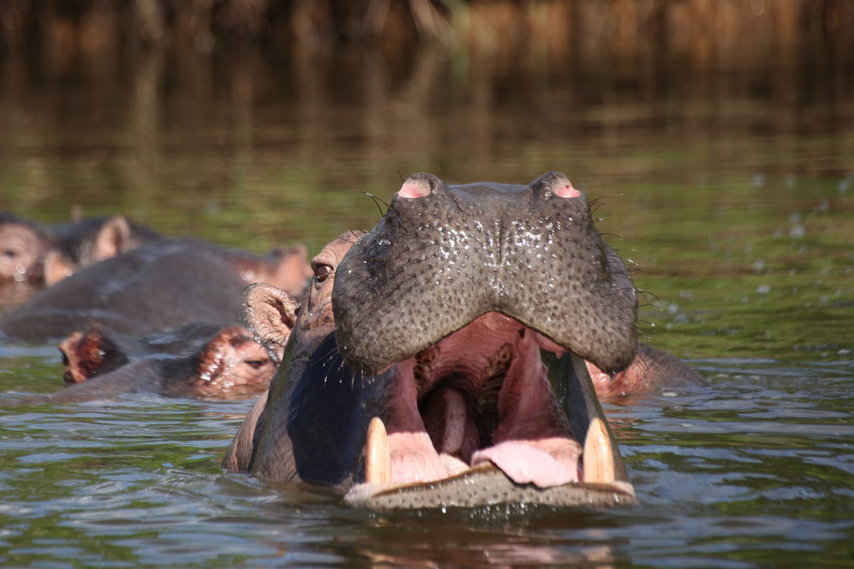 Nijlpaard Nijl