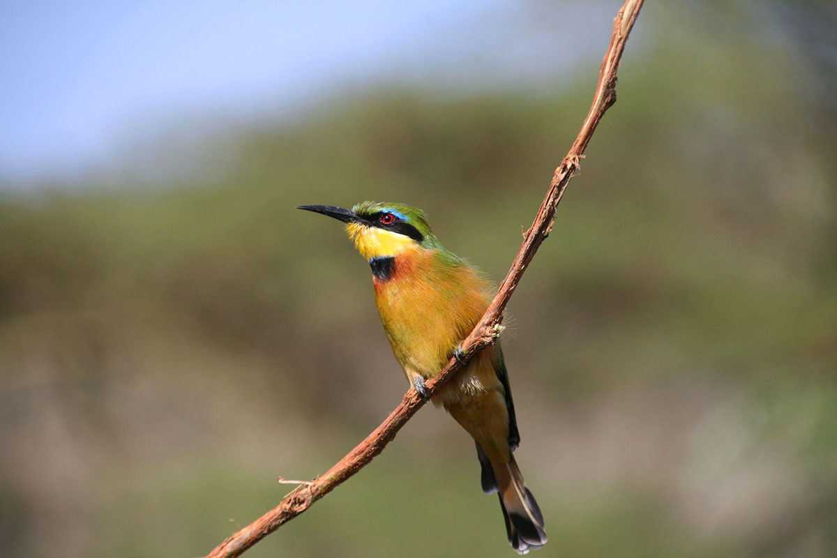 Vogel Kibale Forest National Park